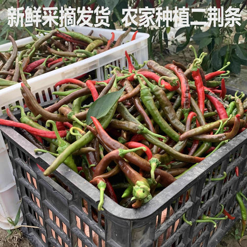 农家红二荆条菜红辣椒紫红辣椒新鲜辣椒线椒 红线椒线椒剁椒红椒