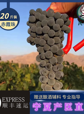 赤霞珠酿酒葡萄20斤宁夏产区