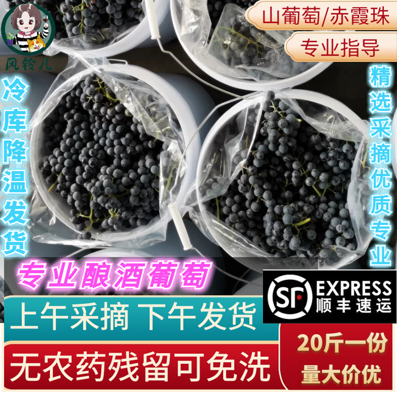 宁夏产区赤霞珠现摘酿酒葡萄20斤新鲜DIY赤霞珠梅洛葡萄紫晚熟