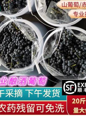 山东产区酿酒新鲜赤霞珠山葡萄
