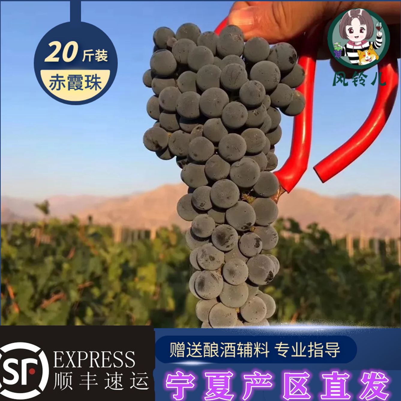 宁夏产区酒庄酿酒葡萄20斤装新鲜赤霞珠葡萄紫葡萄自酿红酒