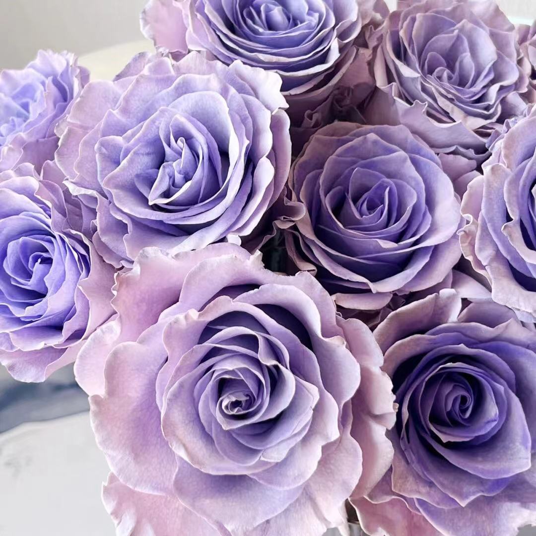 厄瓜多尔进口紫色玫瑰sweet lavender甜蜜薰衣草浪漫花店全国速递
