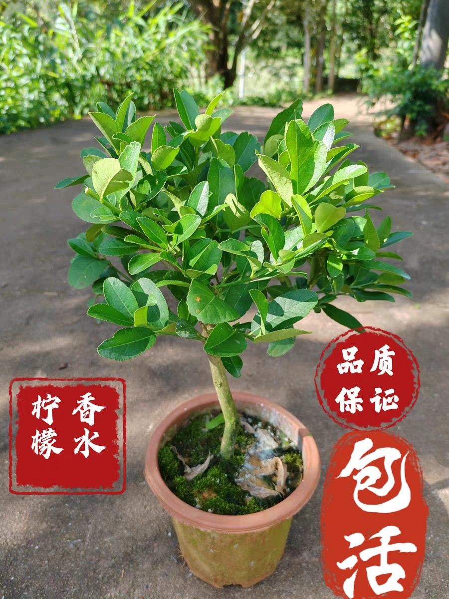 广东四季香水柠檬树苗盆栽地栽四季结果无核青柠檬苗