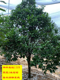 金花茶树苗 金花茶苗 防普金花茶树 防城金花茶大树 原生树开花