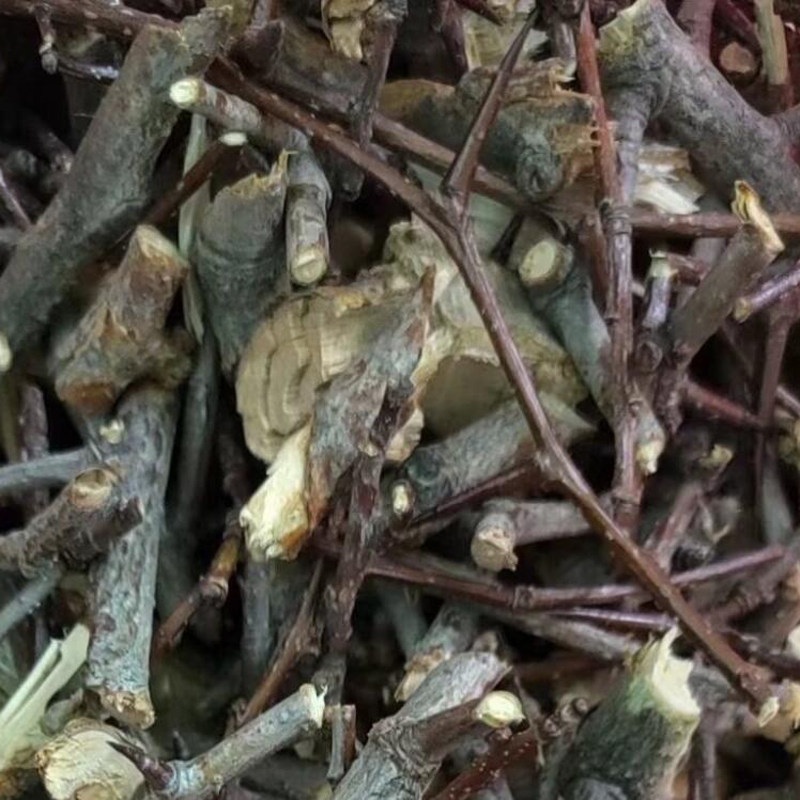 绵枣圪针纯天然野生绵枣树枝哎证康复辅助