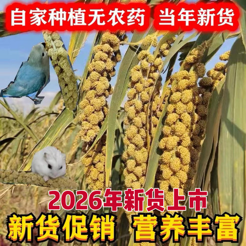 谷穗天然鹦鹉谷穗仓鼠包邮小米穗