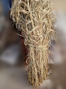 谷子秸杆 谷草小米的杆子垫窝草焚烧 卦用手工一斤包邮50厘米左右