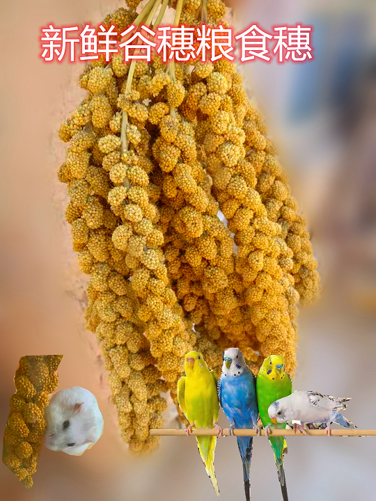 谷穗天然谷穗黄谷穗小米穗鹦鹉小鸟零食仓鼠笼造景装饰摄影杂粮穗
