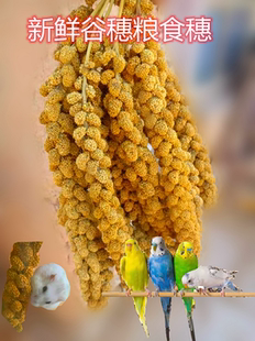 谷穗天然谷穗黄谷穗小米穗鹦鹉小鸟零食仓鼠笼造景装饰摄影杂粮穗