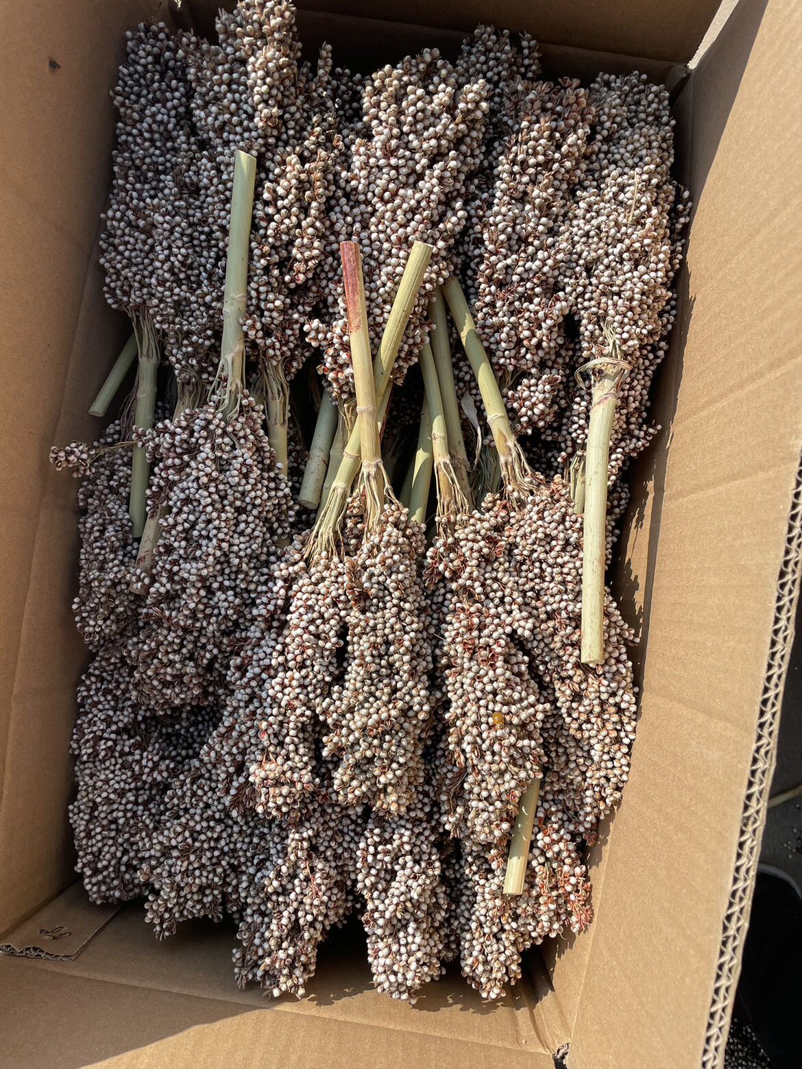 （新货上市）白高粱 高粱穗  红高粱穗一斤包邮  仓鼠鹦鹉粮食