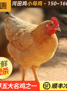 金润源河田鸡小母鸡正宗农家山地散养土鸡走地鸡新鲜现杀整鸡