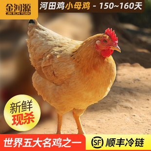金润源河田鸡小母鸡正宗农家山地散养土鸡走地鸡新鲜现杀整鸡