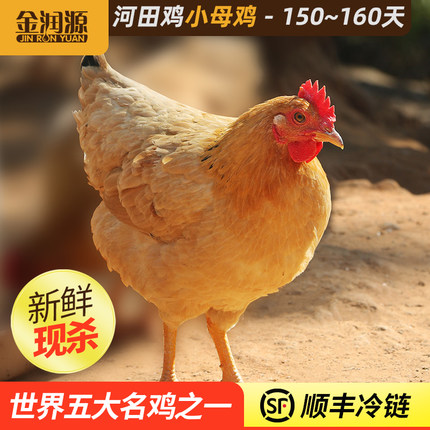 金润源河田鸡小母鸡正宗农家山地散养土鸡走地鸡新鲜现杀整鸡