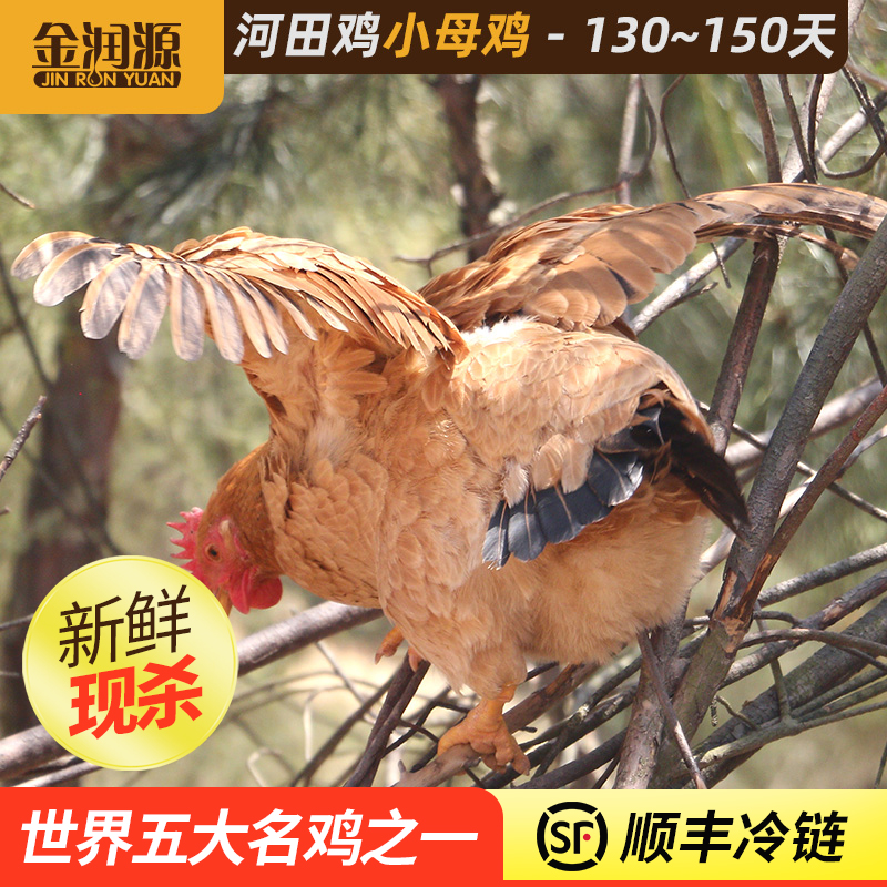 金润源河田鸡小母鸡正宗农家山地散养土鸡走地鸡新鲜现杀整鸡