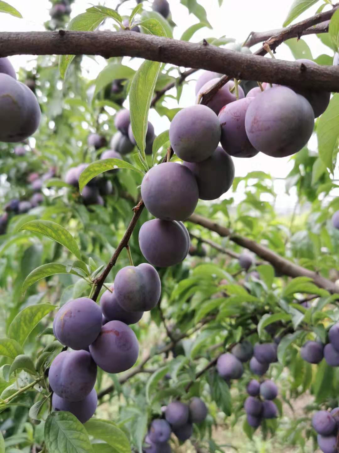 李子树脆李青脆李脆甜爽口