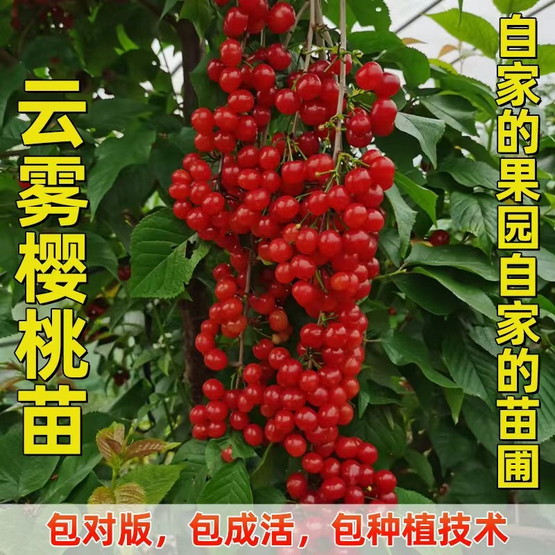 南方土樱桃品种云雾红樱桃苗,鲜花速递/花卉仿真/绿植园艺,果树,淘宝优惠券,粉丝福利购,淘宝优惠卷