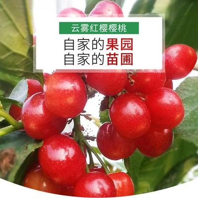 南方小樱桃树苗1年2年苗