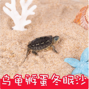 天然乌龟专用沙细河沙乌龟冬眠产卵孵化下蛋鱼缸装 饰造爬宠物沙子