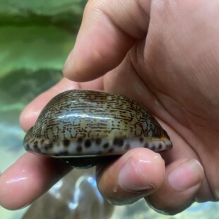 活体宝贝螺食藻螺海水鱼珊瑚缸亚洲宝螺 猪螺 除藻工具螺海水螺
