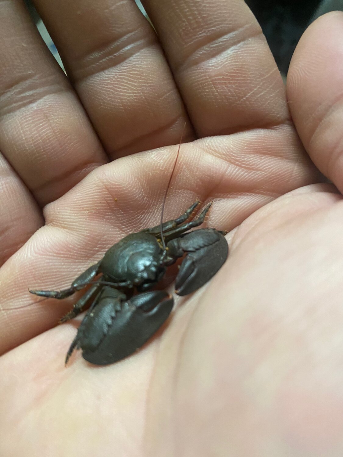 海水岩瓷蟹 海水蟹 不啃珊瑚海缸珊瑚缸吃食物残渣好养耐活包邮