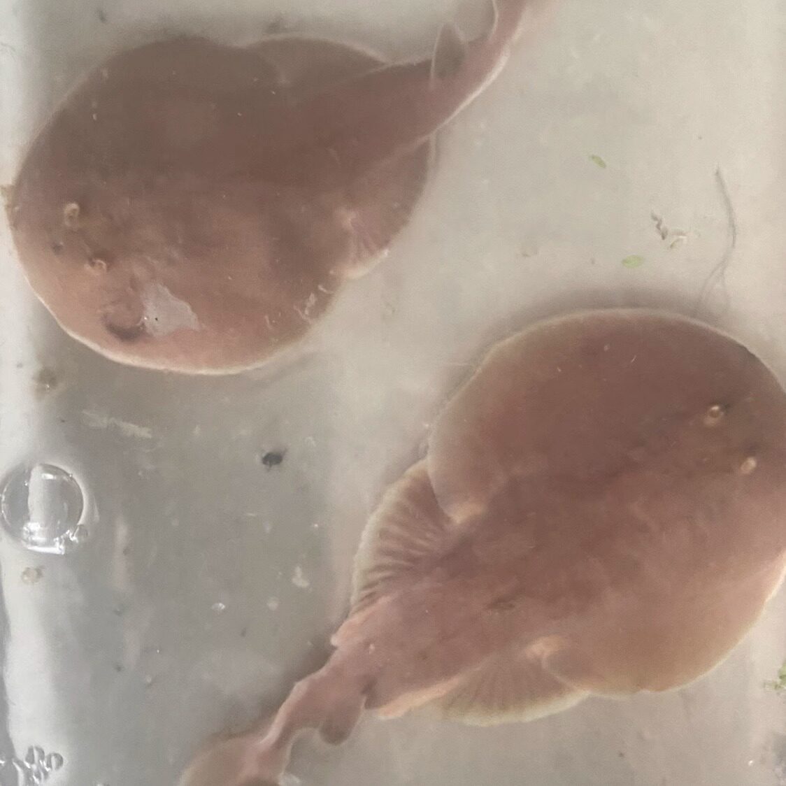 电鳐鱼丹鳍魨团扇鳐魔鬼鱼翻沙软骨底层海水鱼活体观赏鱼可爱