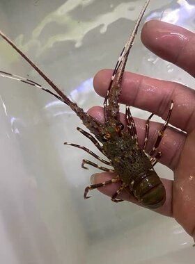 小青龙龙虾海宠海洋宠物龙虾懒人宠物好氧耐活顺丰空运包邮