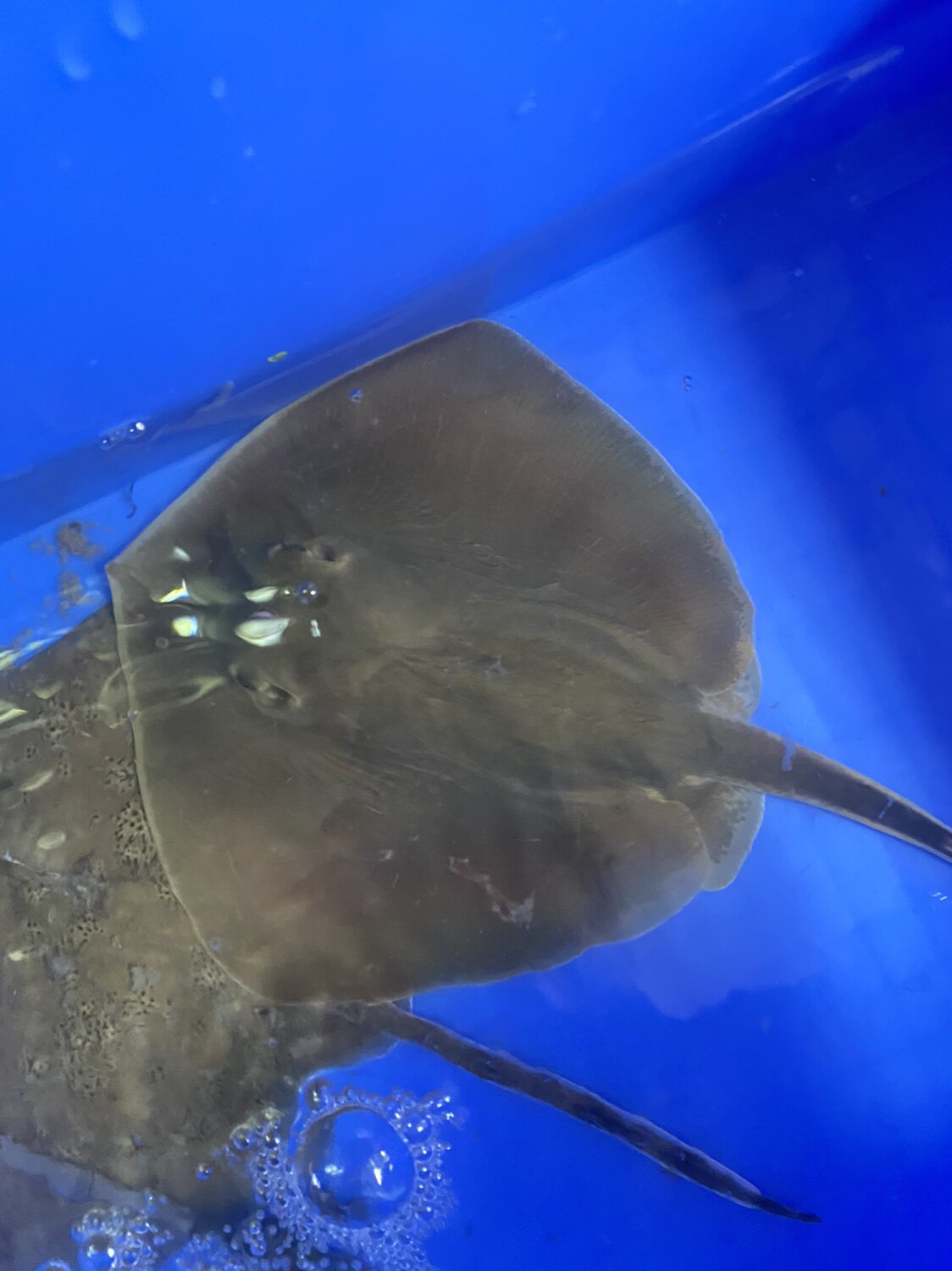 小黄鳐黄鳐 魟鱼鳐鱼 魔鬼鱼海水鱼海水观赏鱼活体好养
