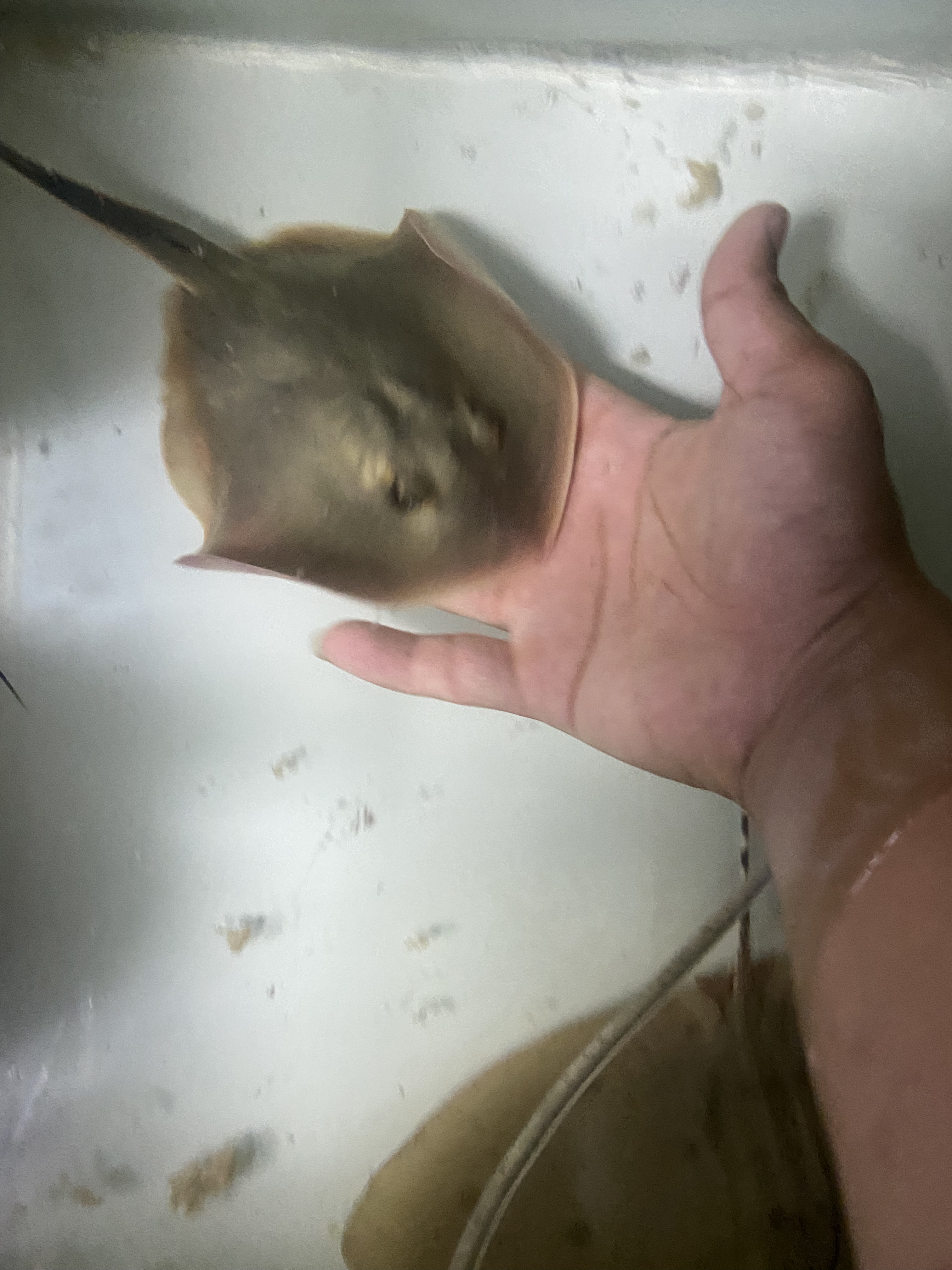 小黄鳐黄鳐 魟鱼鳐鱼 魔鬼鱼海鱼