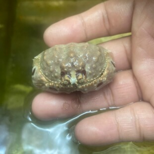 海缸活体逍遥馒头蟹翻沙蟹观赏蟹海水蟹抱老婆蟹好养耐活抽水机