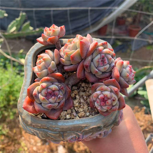 多肉花植物 一物一拍橙梦露 星影橙 绮丽多肉园艺 多肉植物盆栽 - 封面