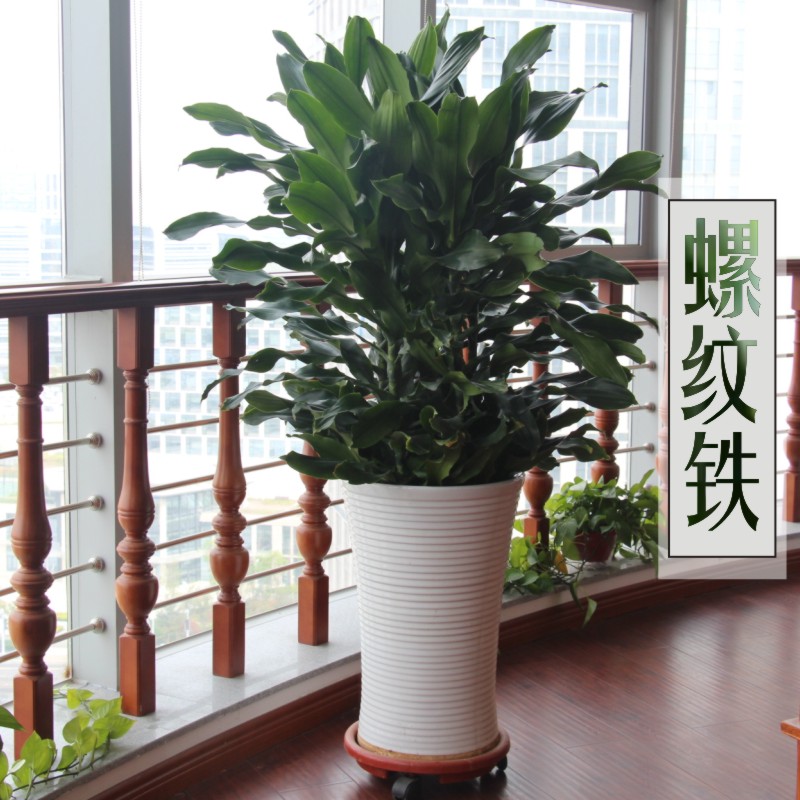 郑州螺旋铁盆栽螺纹铁也门铁巴西铁大型盆栽植物净化空气除甲醛在类目 鲜花速递/花卉仿真/绿植园艺, 花卉/绿植盆栽（新）, 绿植中 - 来自Buy2taobao.com提供专业的淘宝代购服务