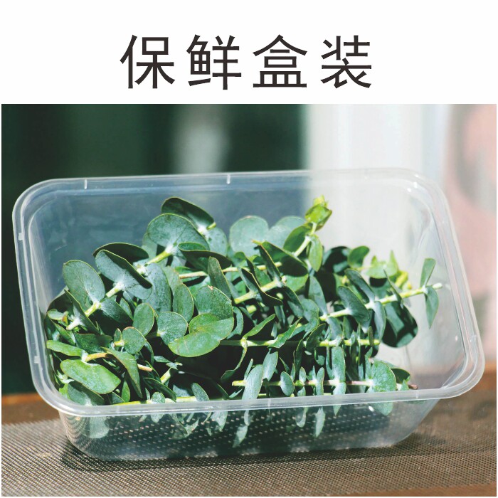 尤加利蛋糕点冷艺摆盘装饰新鲜叶