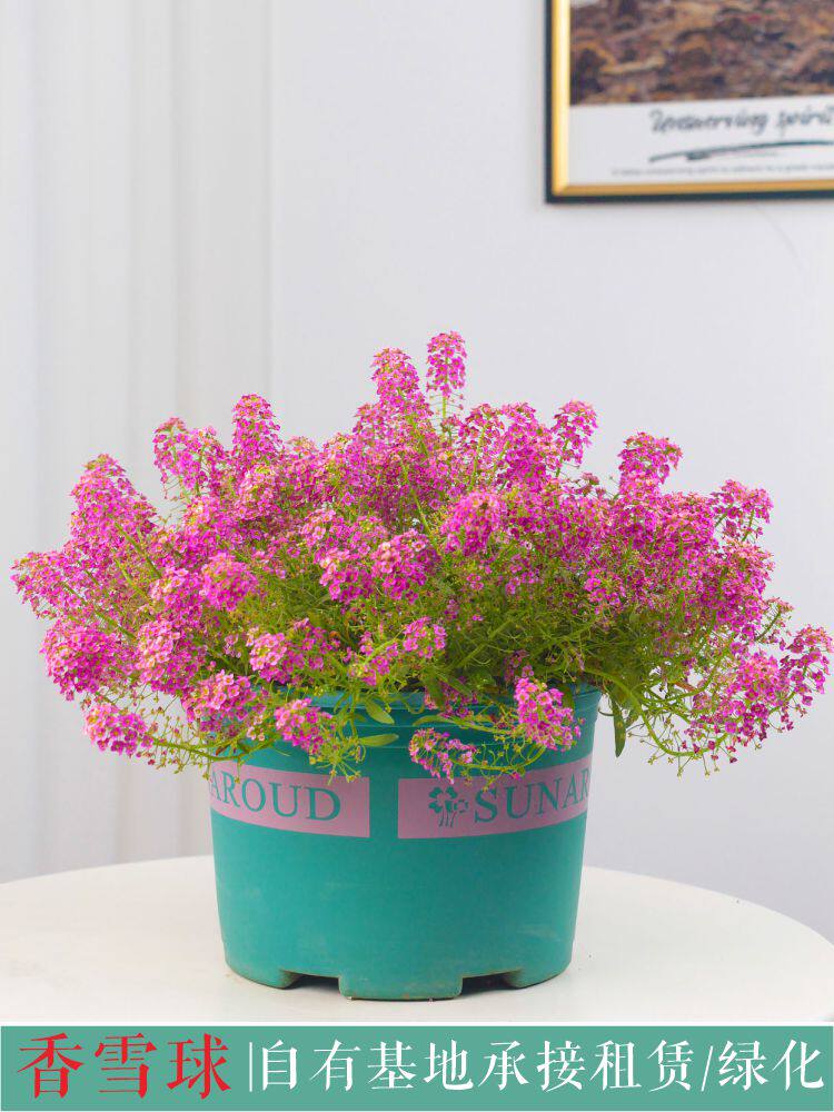 矮生耐旱花卉香雪球花盆栽室外庭院多年生地被花室内阳台垂吊花境