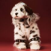 小型犬毛衣背心棉衣卫衣马甲宠物衣服 冬季 特价 清仓狗狗衣服秋冬款