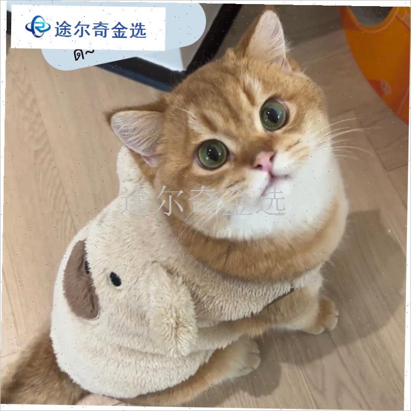 猫咪衣服秋冬季保暖可爱舒适x背心布偶蓝猫金渐层宠物狗狗马甲棉
