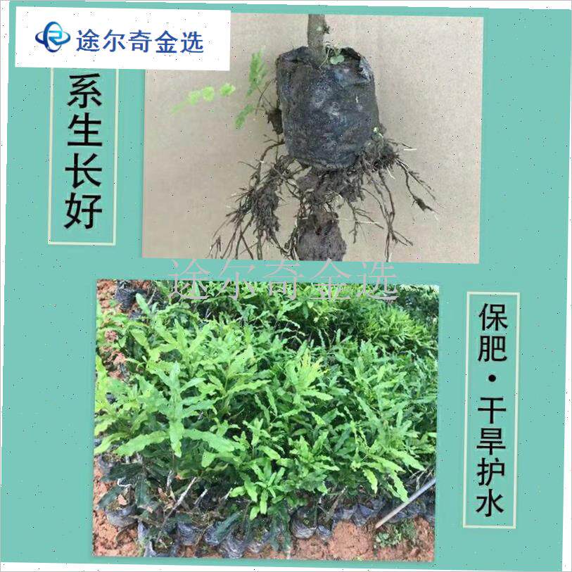 育苗袋营养杯树苗瓜果加厚黑x色B塑料百香果蔬菜咖啡槟榔种植营
