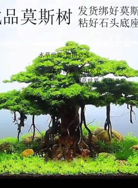 莫斯树水草树鱼缸造景