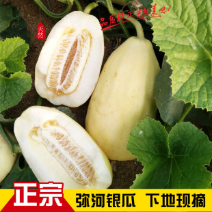 青州弥河银瓜