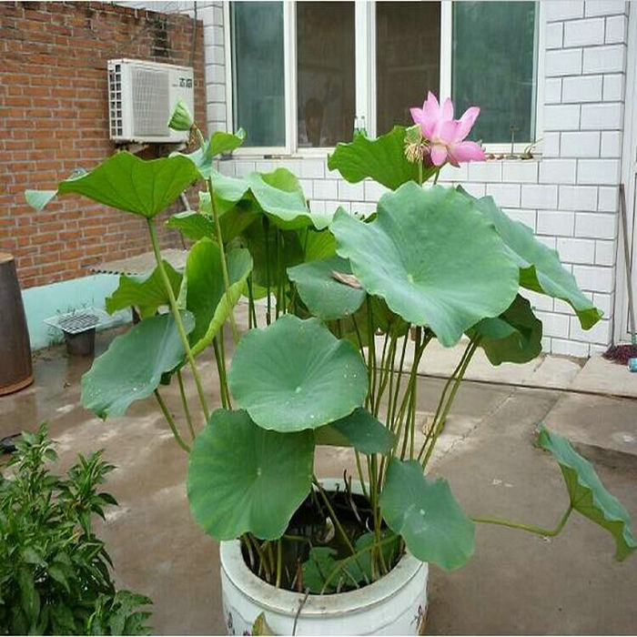 优质 荷花种藕种苗 盆栽中大型莲花种藕 水培水池盆栽荷花种根