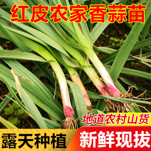 2025年新鲜蒜苗陕西红皮青梗大红根蒜苗农家本地现挖现发新鲜蔬菜