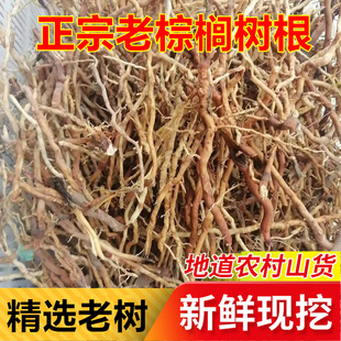 新鲜现挖老棕树 树根生野正宗 秦岭山区马尾棕榈 发生黑中材