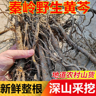 秦岭黄芩正宗野生整颗黄芹中草药材煲汤养生黄苓根茶新货无硫枯芩