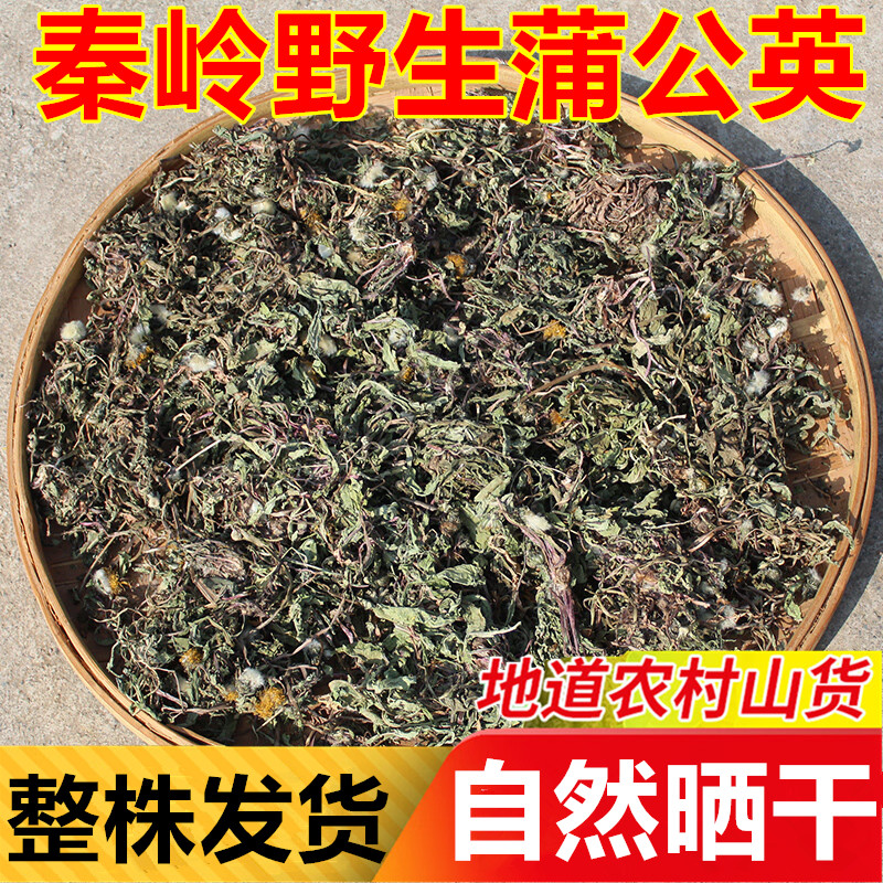 蒲公英野生全草整株颗棵带根正宗养生茶
