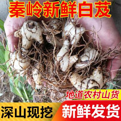 新鲜白芨秦岭中草药材用野生白及三叉旱种苗盆栽深山新鲜留须白芨