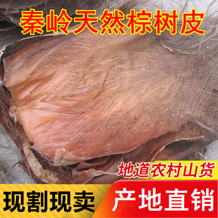 棕树皮棕榈树皮山棕片丝棕毛绿萝棒鱼苗孵化产卵鬃蓑衣花盆景绿化