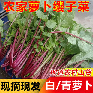 萝卜杆子叶子新鲜蔬菜红罗卜青叶缨子菜自销可腌制酸杆子泡菜材料