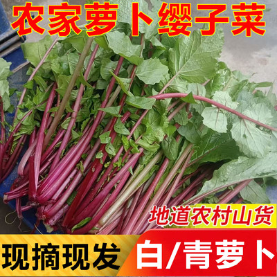 萝卜杆子叶子新鲜蔬菜红罗卜青叶缨子菜自销可腌制酸杆子泡菜材料