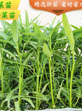 空心菜苗子小细叶种子芹菜秧苗四季青菜苗菜园阳台盆栽蔬菜种苗孑