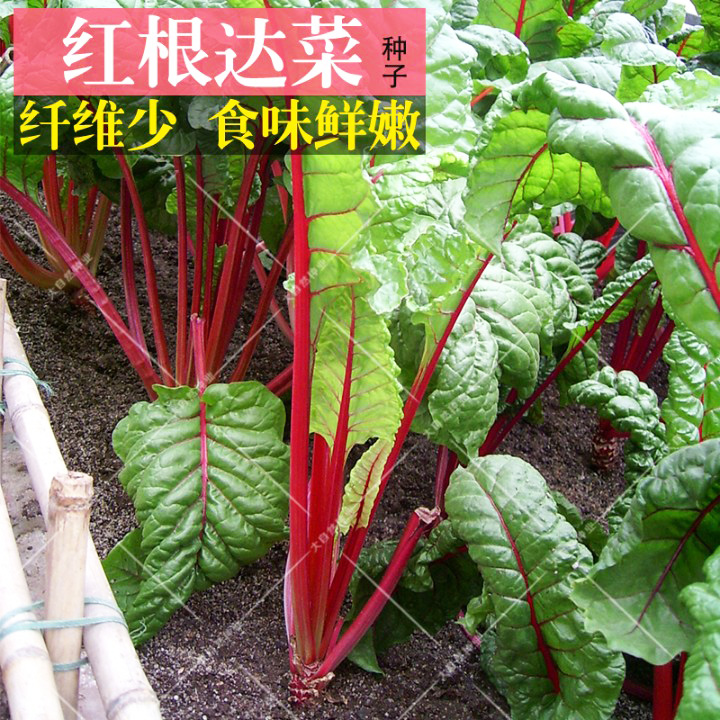根达菜种子红绿根莙达菜种籽红菠菜甜菜牛皮菜四季蔬菜种孑青菜籽