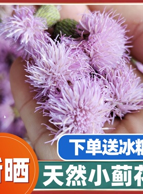 小蓟花刺儿菜花野生刺菜花新鲜大蓟花茶翻白草枸骨叶车前中草药材